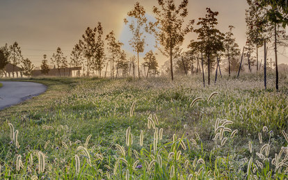 Photo of a misty park landscape at sunrise